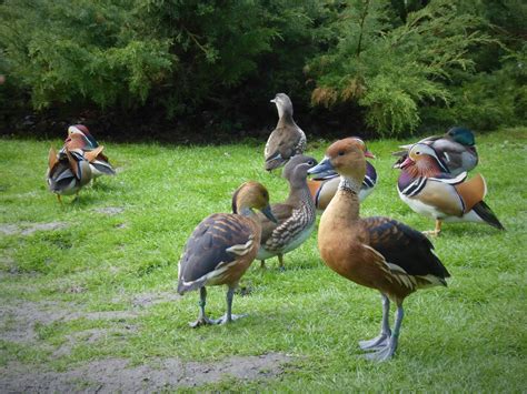 Zooparc De Beauval Interview De Rodolphe Delord Actuzoo