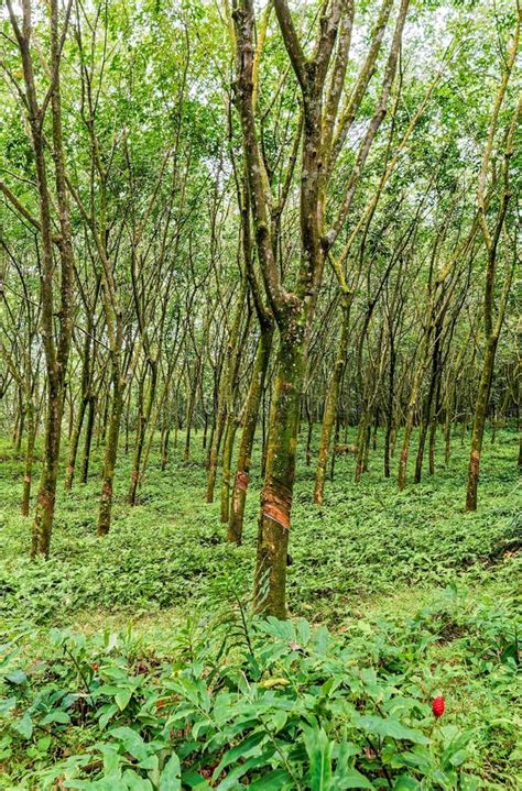 Rubber Trees In Rubber Plantations Of Farmers The Traditional Rubber