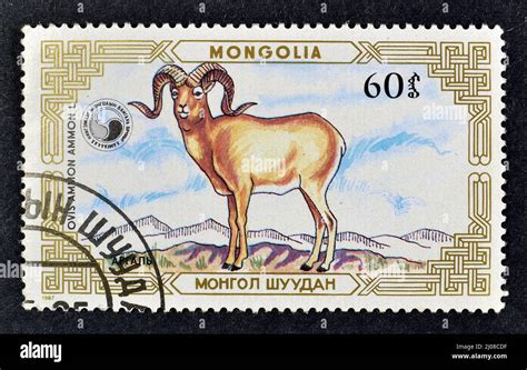 Cancelled Postage Stamp Printed By Mongolia That Shows Argali Ovis