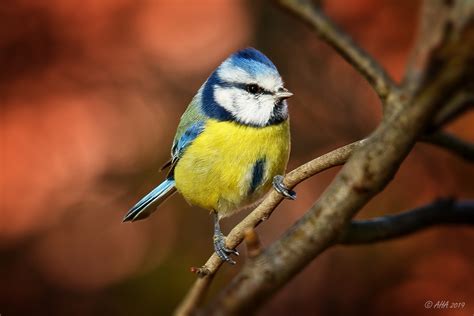 Blaumeise Foto And Bild Tiere Wildlife Wild Lebende Vögel Bilder Auf Fotocommunity