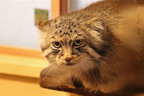 埼玉県こども動物自然公園ナイトズー2023⑤：お食事プレーリードッグ～夕暮れ時のマヌルネコ「ロータス＆オリーヴァ」 続々・動物園ありマス。