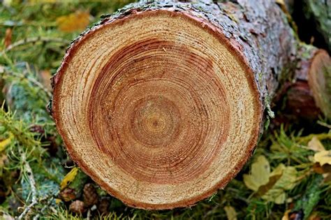 Tree Rings