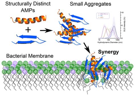 协同抗菌肽的聚集状态the Journal Of Physical Chemistry Letters X Mol