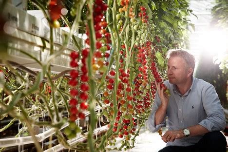 Horti Daily On Twitter One Of Sweden S Largest Tomato Growers To Stop