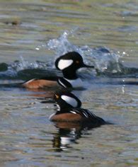 Kiawah Island Golf Resort - Kiawah Island Wildlife Sightings