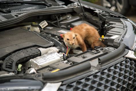 Versicherungstipp Marderschaden Am Auto Welche Versicherung Hilft