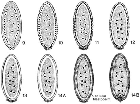 Schematic Drawing Of The Pregastrula Embryonic Stages In Drosophila