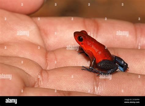 Strawberry Poison Arrrow Frog Red And Blue Poison Arrow Frog Flaming