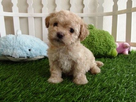 Maltipoo Puppies for Sale Near Me | Maltipoo