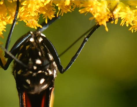 How Do Monarchs Find Milkweed