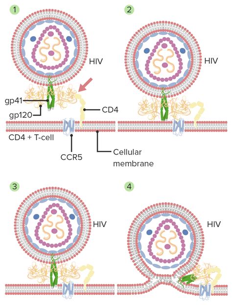 HIV Infection And AIDS Concise Medical Knowledge