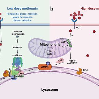 Pdf Low Dose Metformin And Pen Dependent Lysosomal Ampk Activation