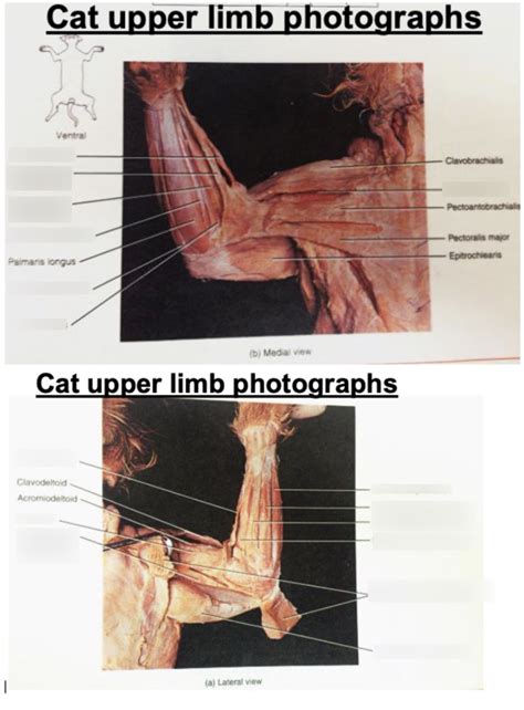 Cat Upper Limb Muscles Diagram Quizlet