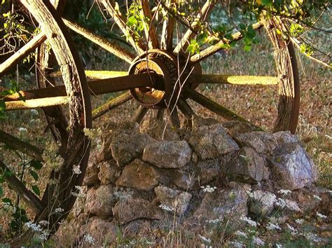 Fotos gratis árbol bosque planta luz de sol hoja flor antiguo