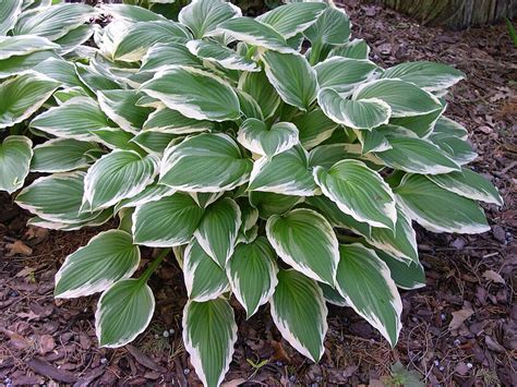 Hosta Funkie Hosta