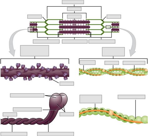 The Sarcomere Diagram Quizlet