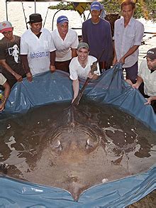 LARGEST STINGRAY EVER CAUGHT - Weekly World News | Weekly World News