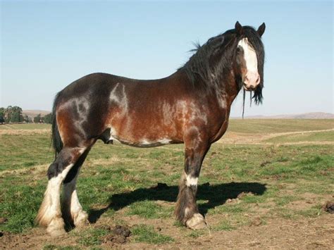 Bay sabino Clydesdale horse | Clydes/Drafts | Pinterest