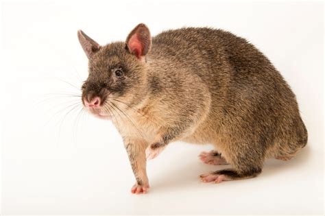 Gambian Giant Pouched Rat Cricetomys Gambianus Joel Sartore