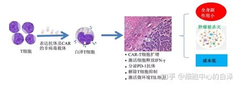 钱其军教授：精准靶向肿瘤局部免疫治疗——或将是治愈癌症的方向 知乎