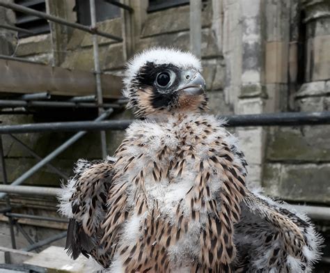 Falcon Images: Peregrine Falcon Breeding Season Uk