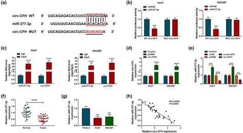 Mir P Was A Target Gene Of Circ Cfh A The Complementary