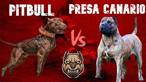 Pitbull vs Presa Canario Historia características físicas