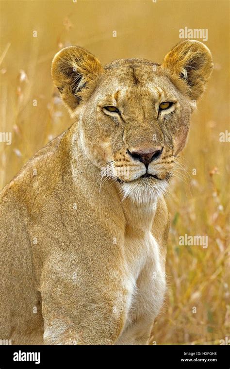 Lioness Portrait Löwin Portrait Stock Photo Alamy