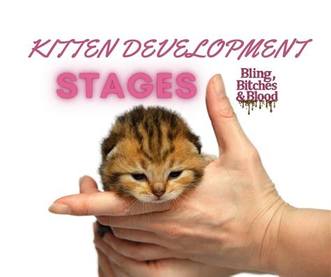 Kitten Development Stages: Must-Knows About Newborn Kitten Development in 2023 | Newborn kittens ...