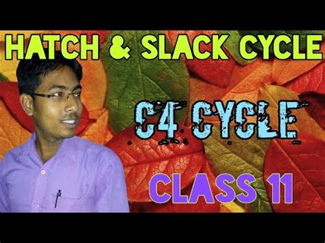 C Cycle C Hatch Slack Cycle Photosynthesis Class