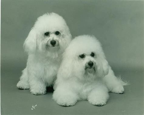 Bichon Frise History And Trainingtemperament American Kennel Club