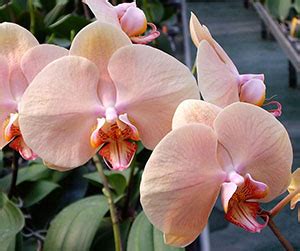 Dtps Jiuhbao Venus Welcome To Orchid Cultivators