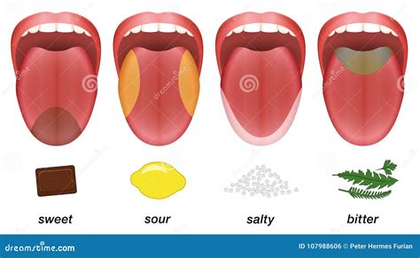 Taste Areas Tongue Sweet Sour Salty Bitter Stock Vector Illustration