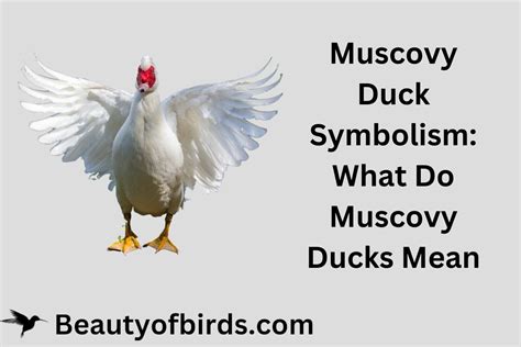 Muscovy Duck Symbolism | Muscovy As a Spirit Animal | Earth Life