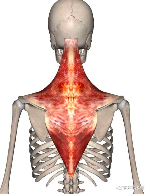 头颈部疼痛 之 斜方肌 「 触发点疗法 」 知乎