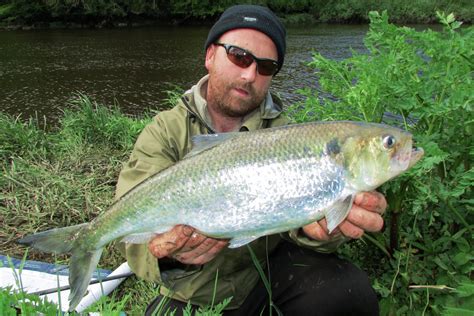 Twaite Shad Fishing At St Mullins Off The Scale Magazine