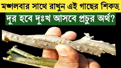 মঙ্গলবার সাথে রাখুন এই গাছের শিকড় সারা জীবন রাজার হলে থাকবেন