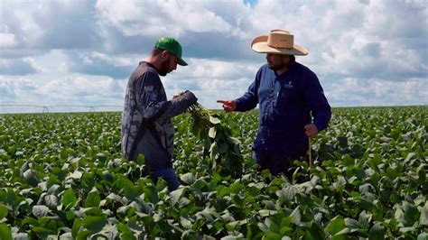 Anomalia Das Vagens E Tombamento Da Soja Preocupam Produtores Rurais De