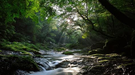 Download Nature Stream HD Wallpaper