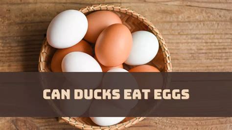 Can Ducks Eat Eggs New Insights