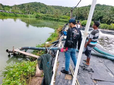 Polisi Selidiki Limbah Tambak Udang Yang Kotori Laut Di Karimunjawa