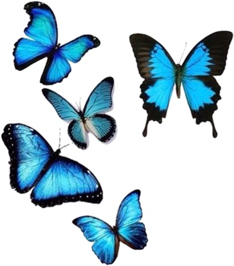 Blue Butterfly Png Images 200