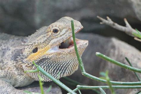 Why Do Bearded Dragons Open Their Mouths 6 Reasons