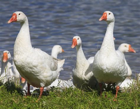 Gansos Blancos Y Patos Que Nadan En El Agua Azul En Verano Imagen De