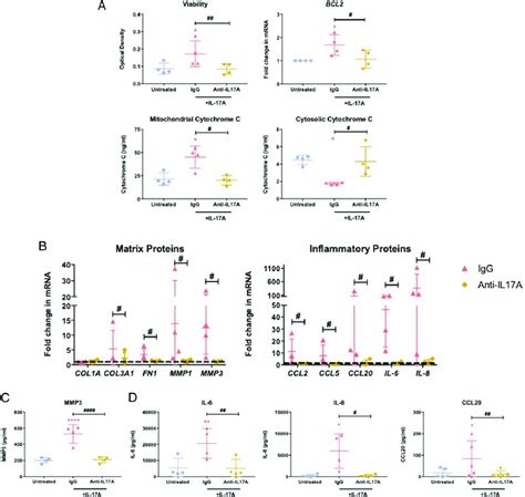 Anti Il 17a Monoclonal Targeting Of Il 17a Induced Fibrotic And Download Scientific Diagram