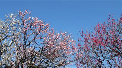 小さな窓の花ごよみ 1765 蒲原神社 陽春の梅苑 Passacaille harp Naoko Yoshino YouTube