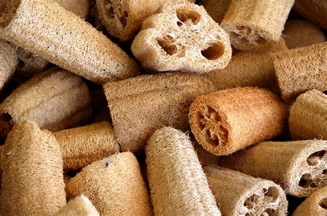 Esponjas de Luffa Qué son y sus beneficios Ecólatras