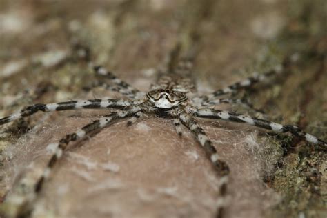 Hersilia Tibialis From Kalalavadi Karnataka India On September