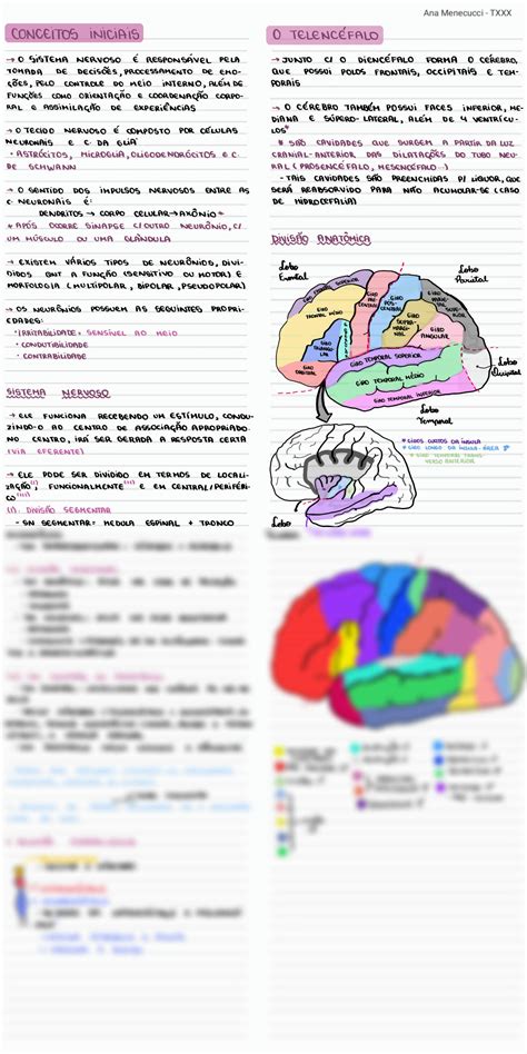 Solution Neuroanatomia Studypool