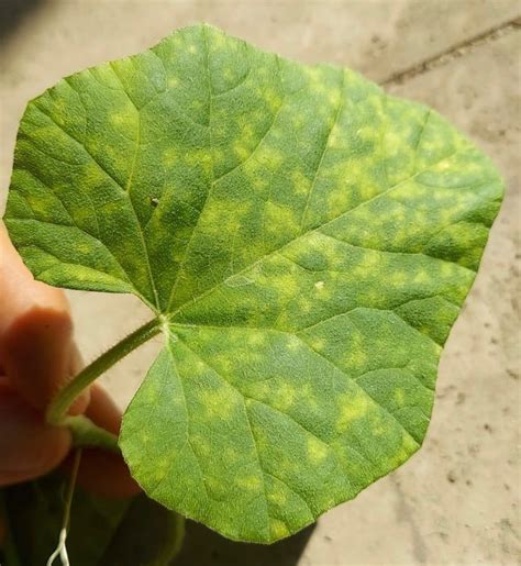 Cucurbit Chlorotic Yellows Virus Emerging Viruses In Cucurbit